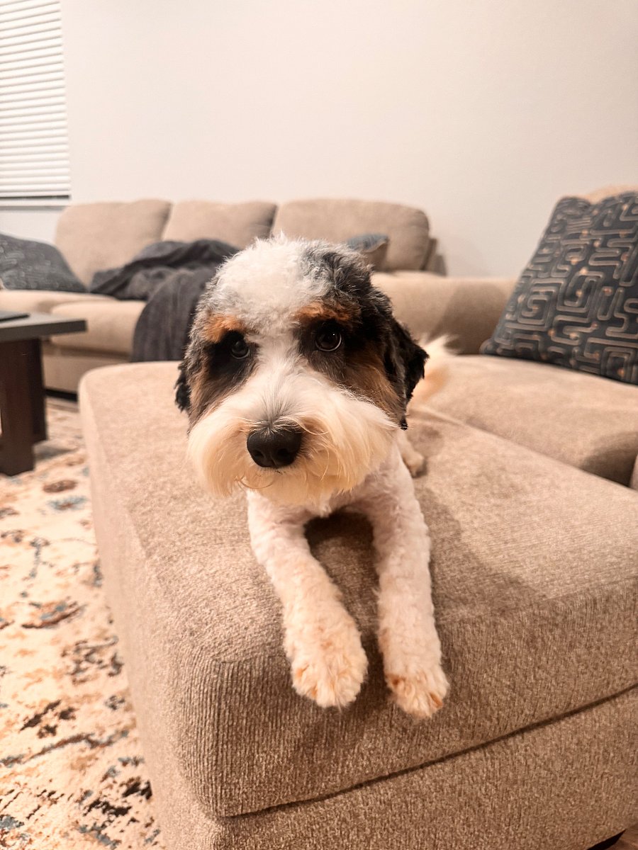 Shelby would love a play buddy