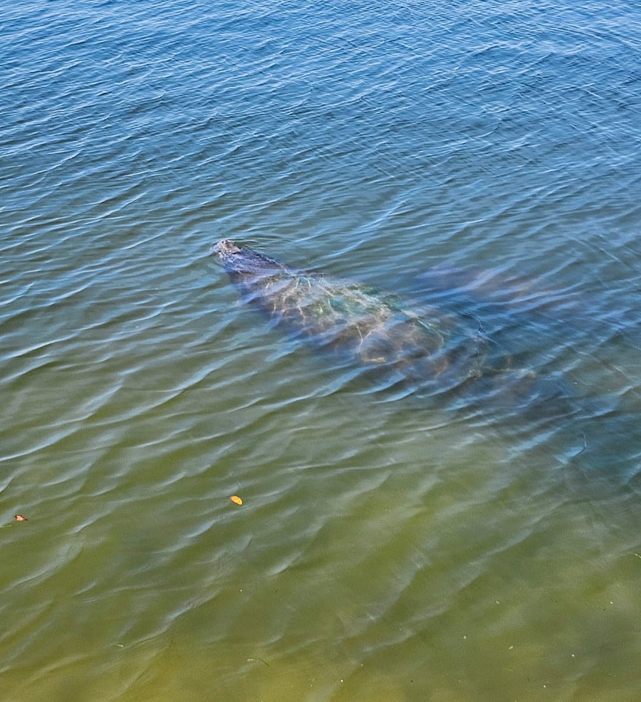 Manatee Sighting 