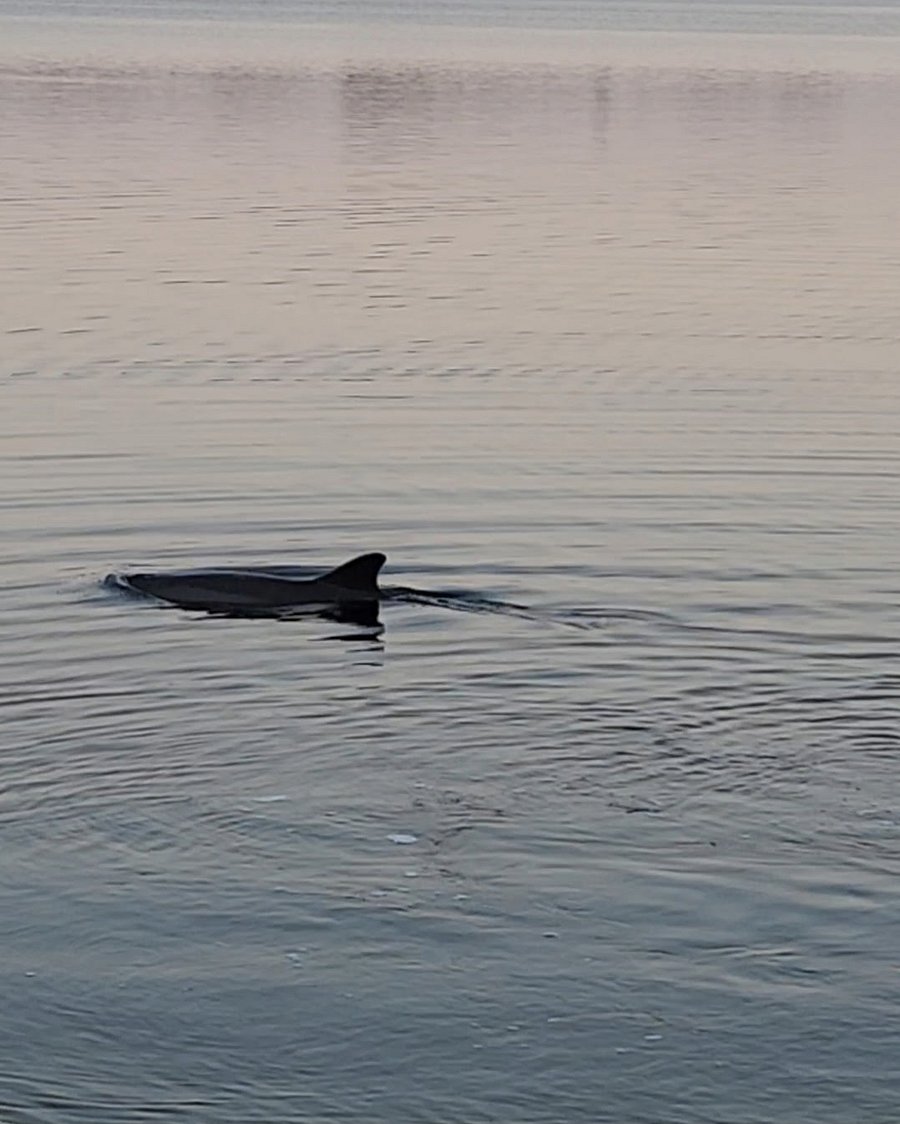 Another Dolphin Sitting