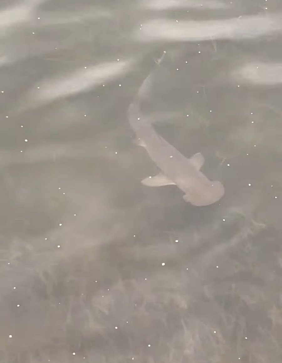 Bonnethead Shark
