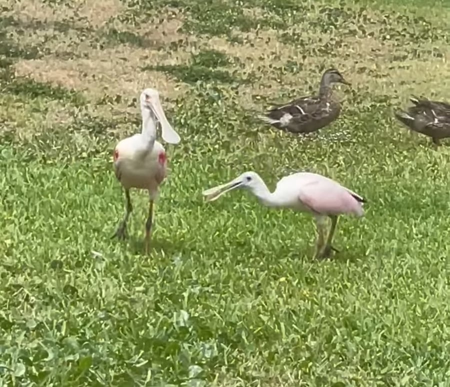Spoonbills