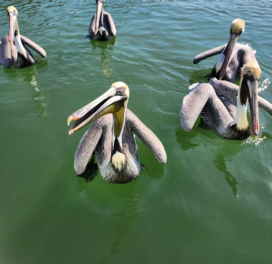 Pelican Friends