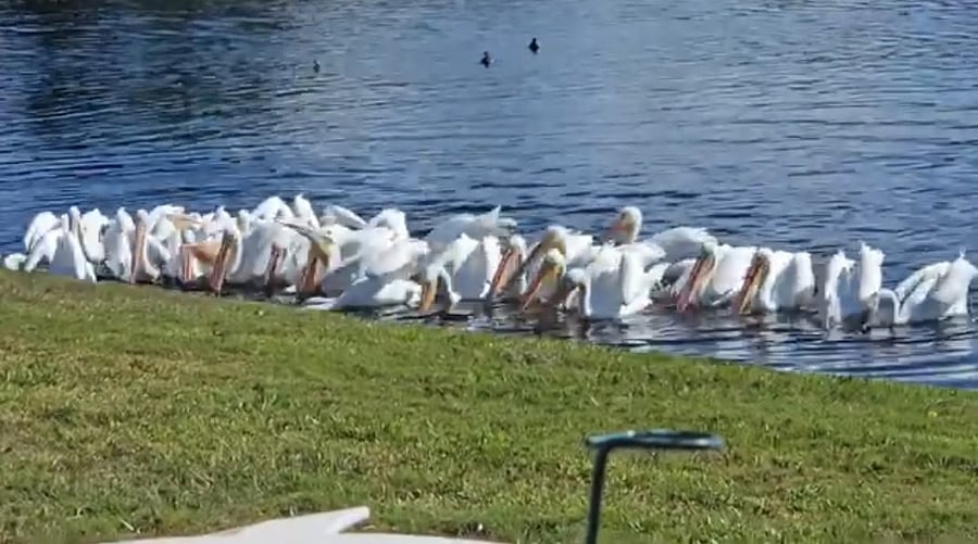 White Pelicans Florida Wildlife