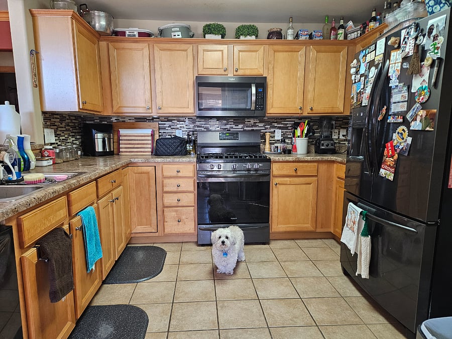 Shared kitchen space and Odin, 18lb Shi Tzu and Maltese mix. He's chill and will gladly take any attention you offer.