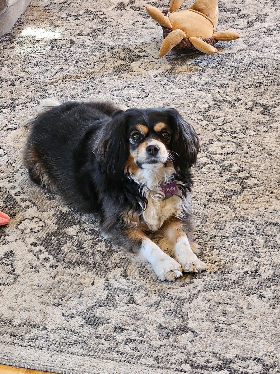Freya - 17lb King Charles Spaniel and Mini Auss Shepard mix. Loves attention and belly rubs.