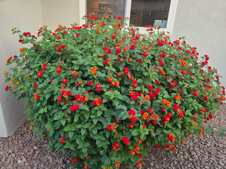 Bush by kitchen window