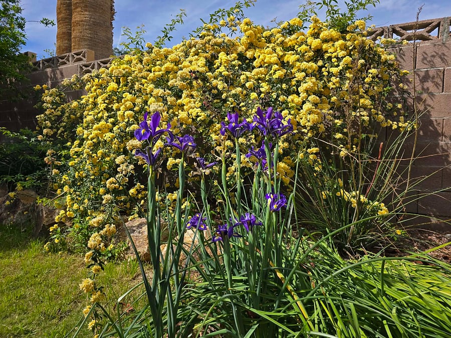 Flowers in spring in back yrd