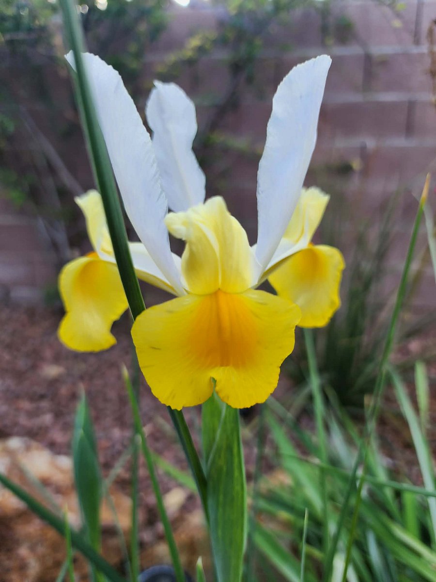 Flowers in back yard