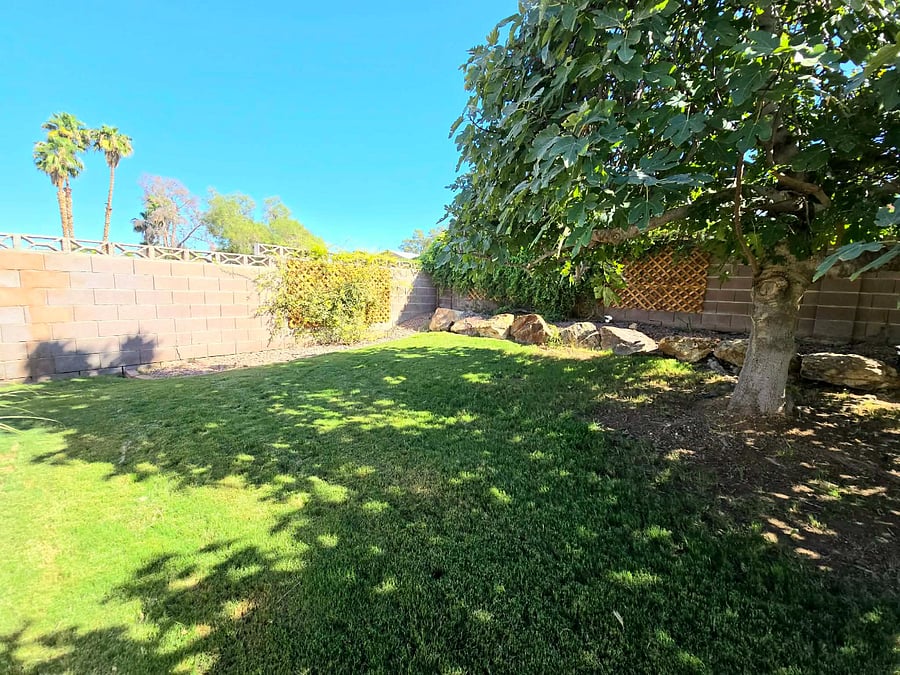 Fig tree in back yard