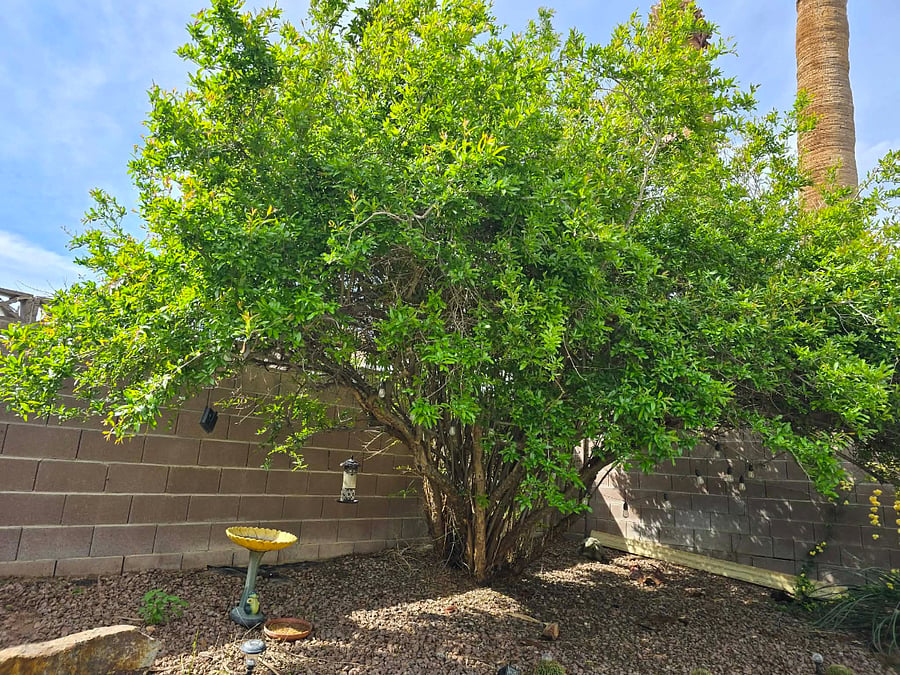 Pomegranate tree