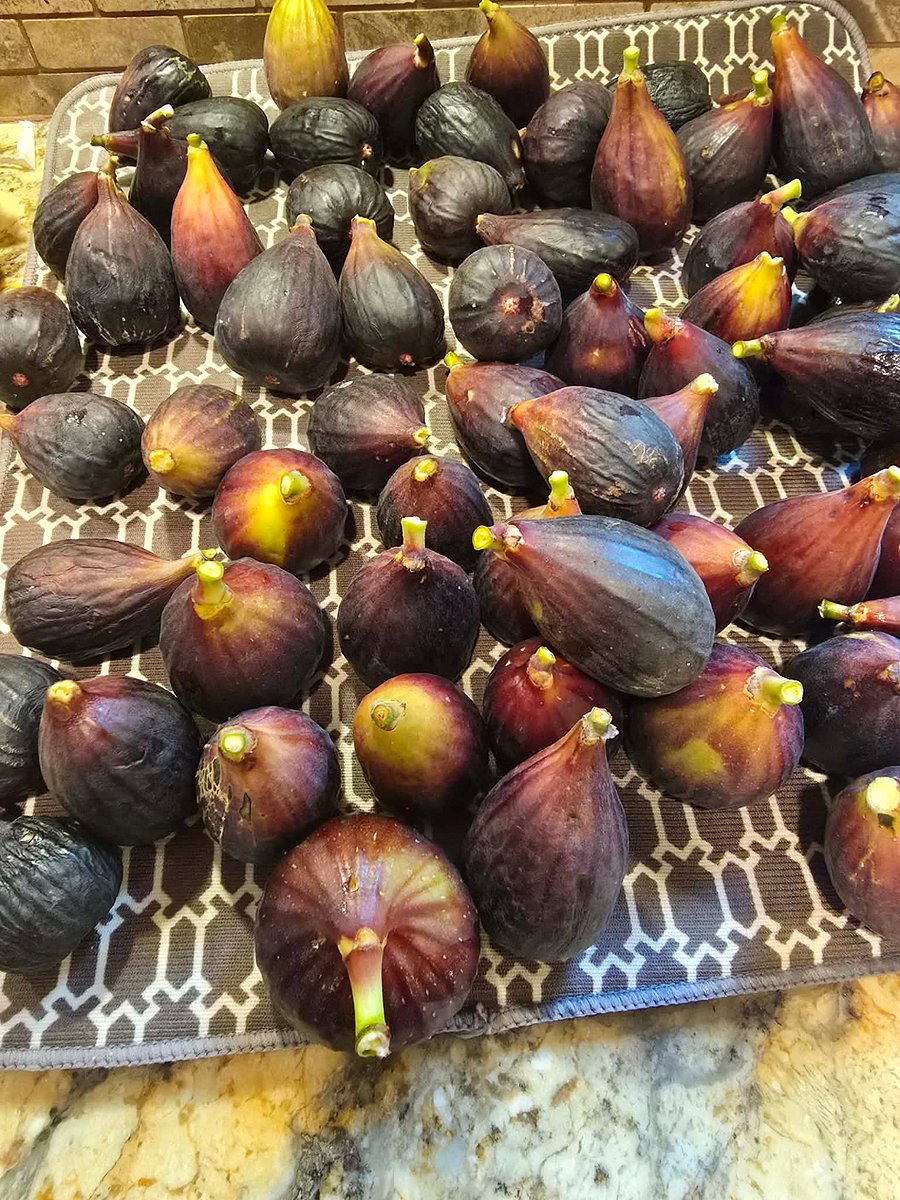 Figs from tree in back yard