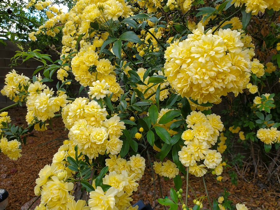 Flowers on vines in back yard