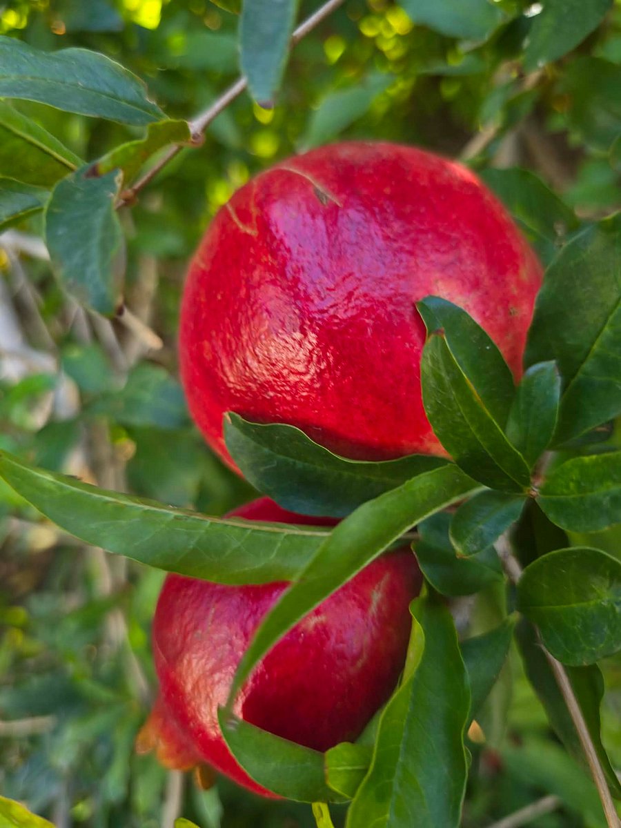 Pomegranates from tree in back yard