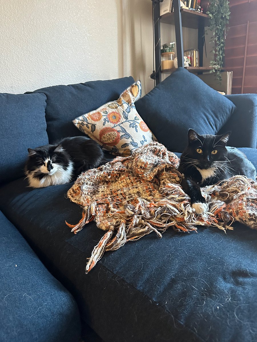 Couch / kitties