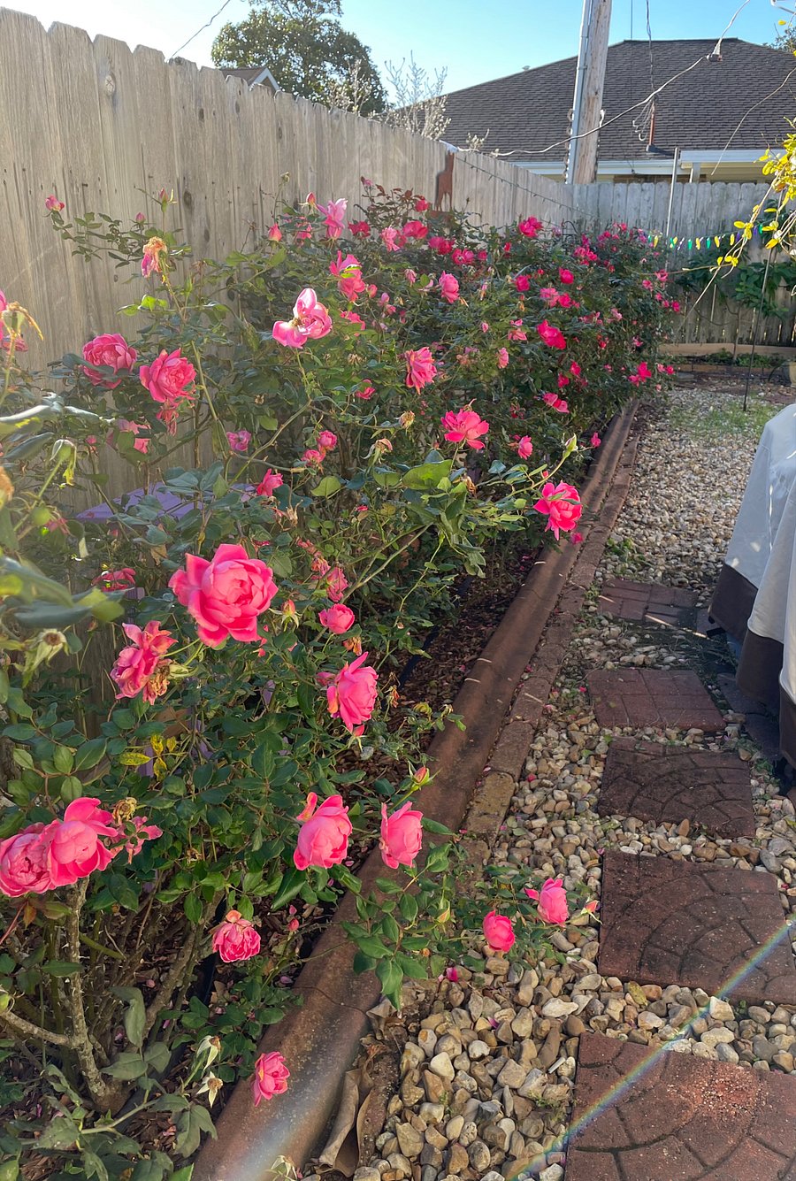Roses along courtyard
