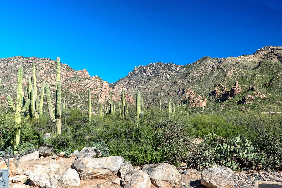 Hiking Trails right from the condos.