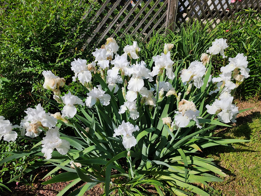 Spring Flower garden