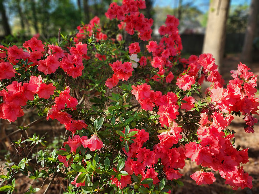 Spring garden flowers