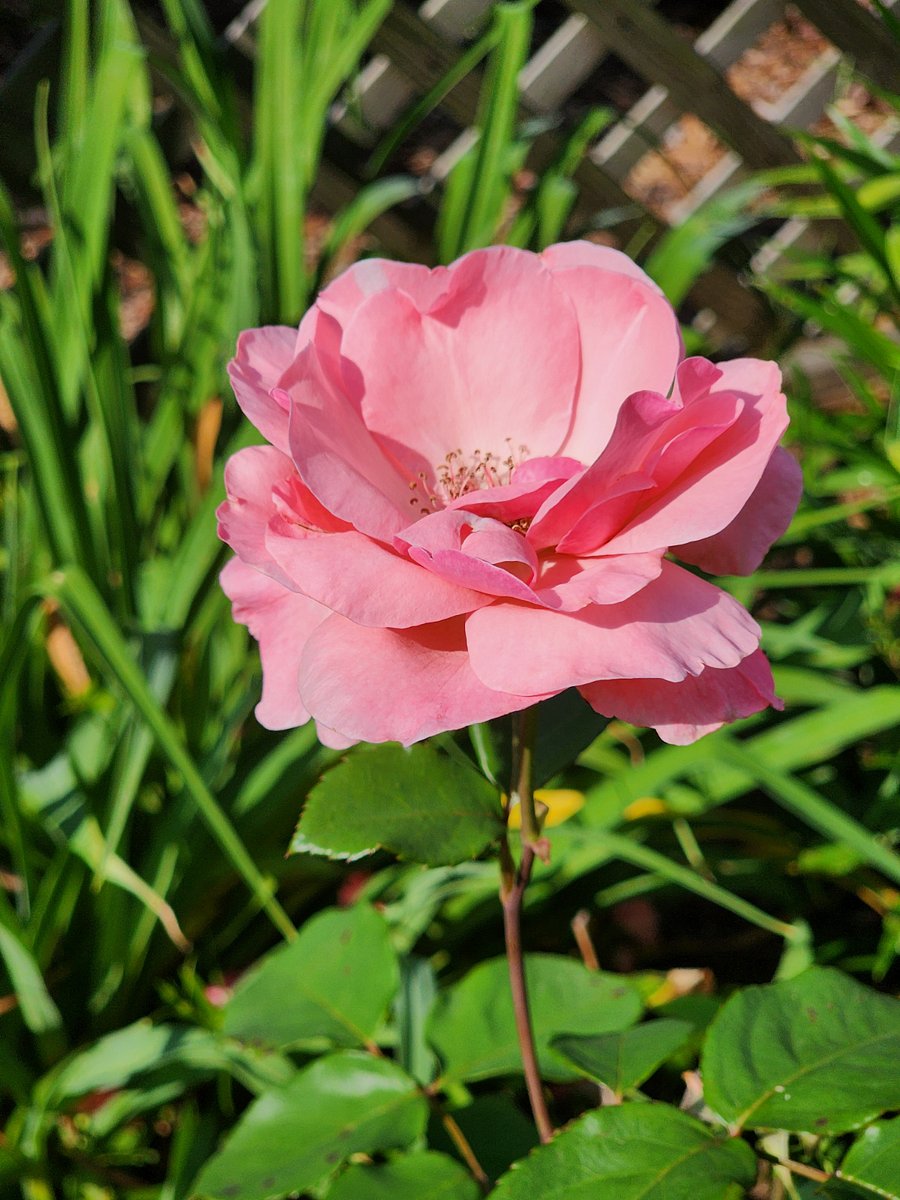 Spring roses throughout property