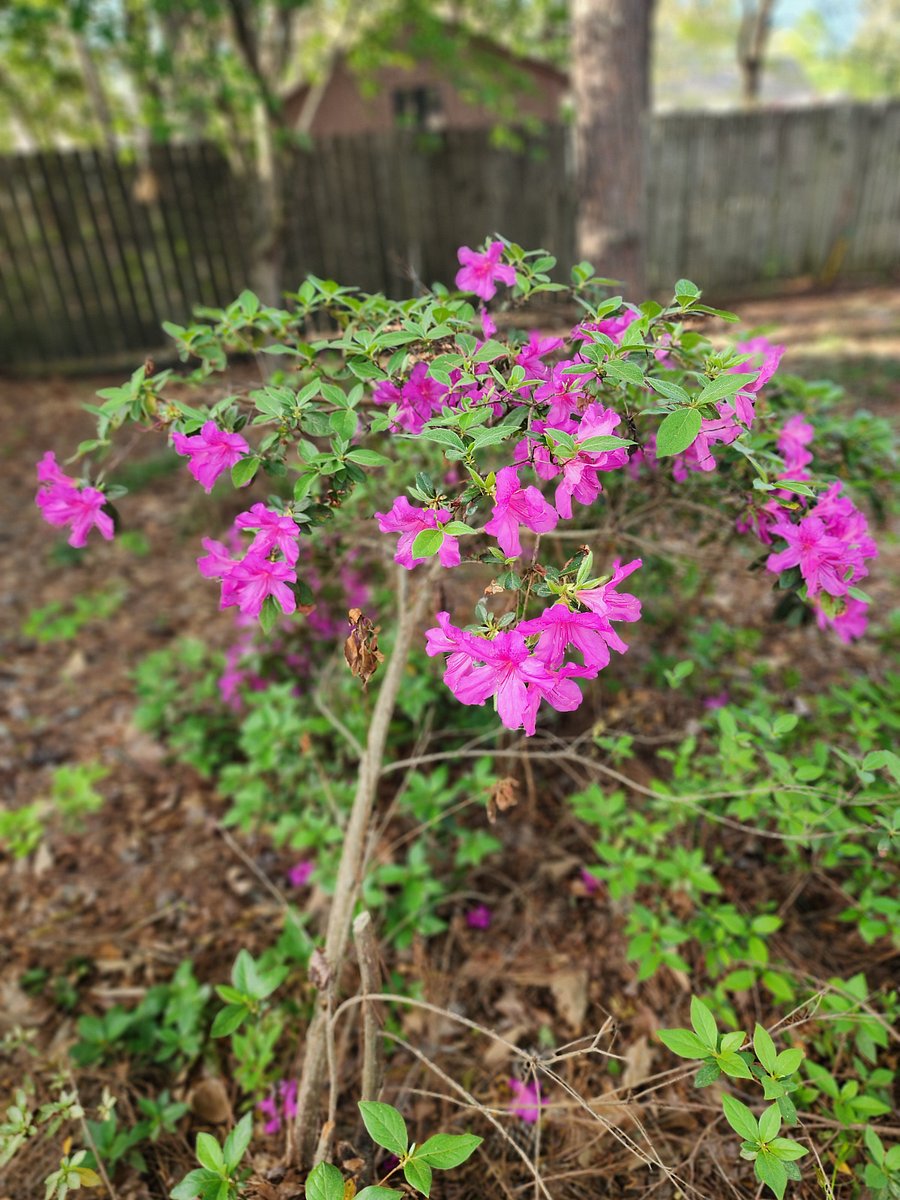 Spring garden flowering bushes