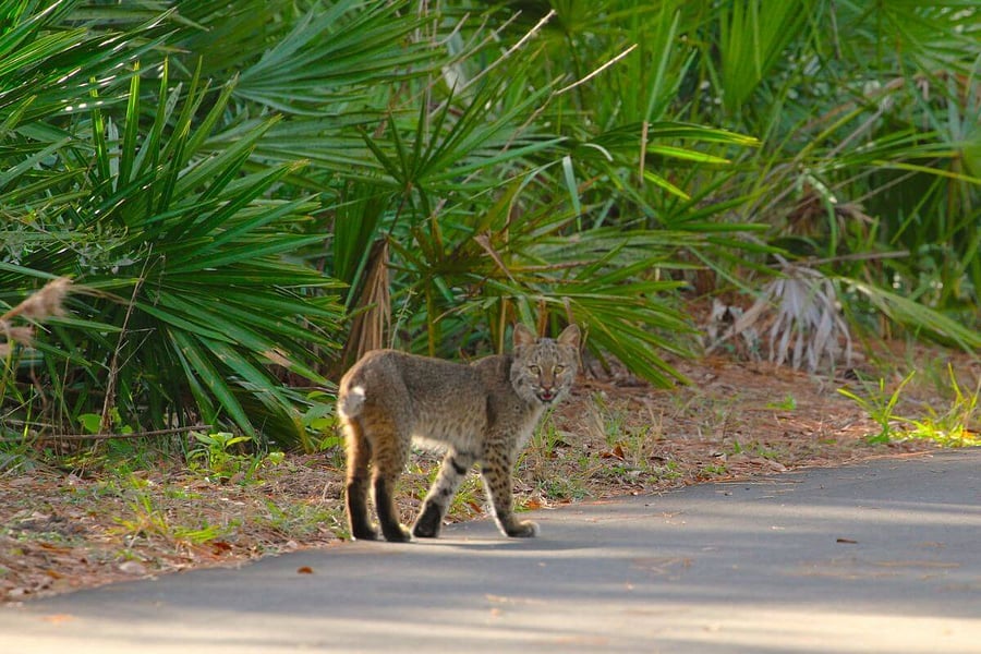 JB Starkey nature park bob cat