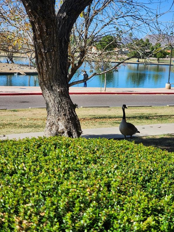 Regular bird visitors to park and neighborhood.