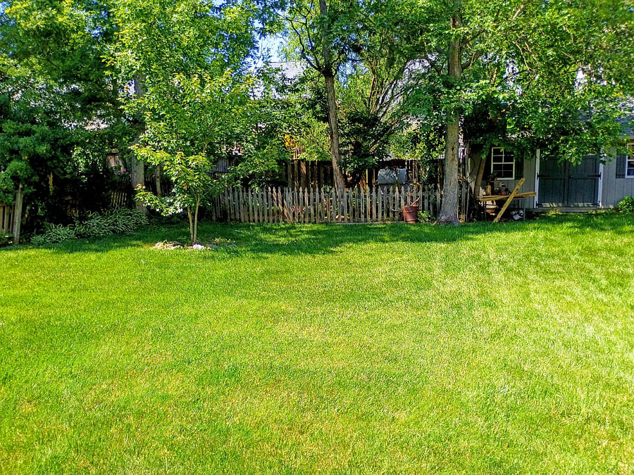Rear yard