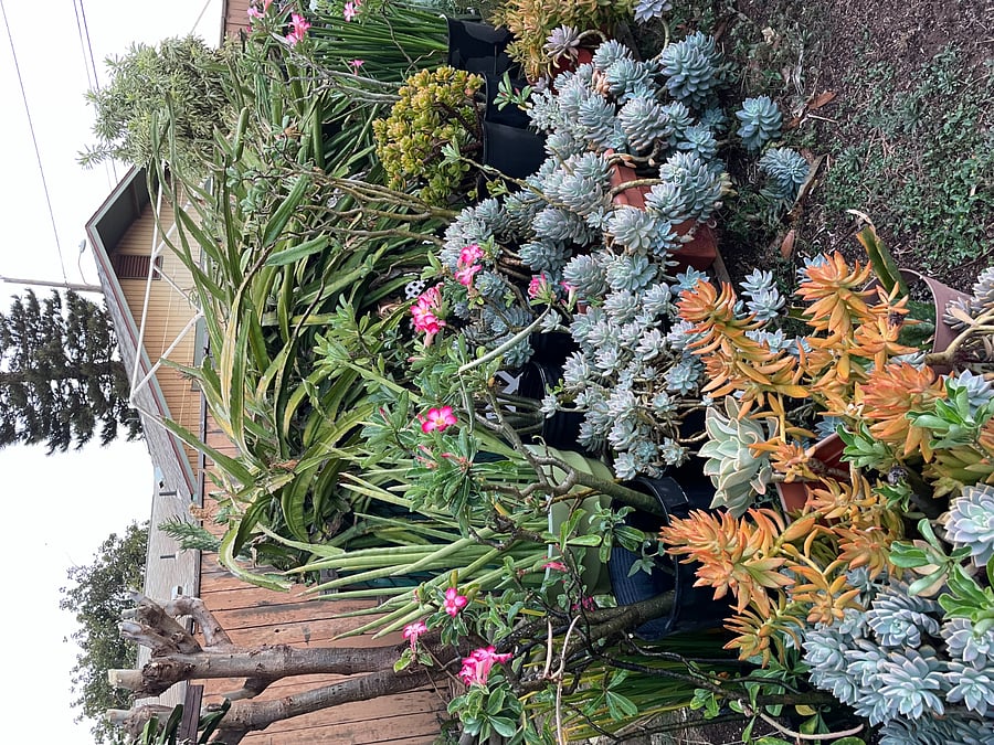 Exterior Environment - Plants and Nature