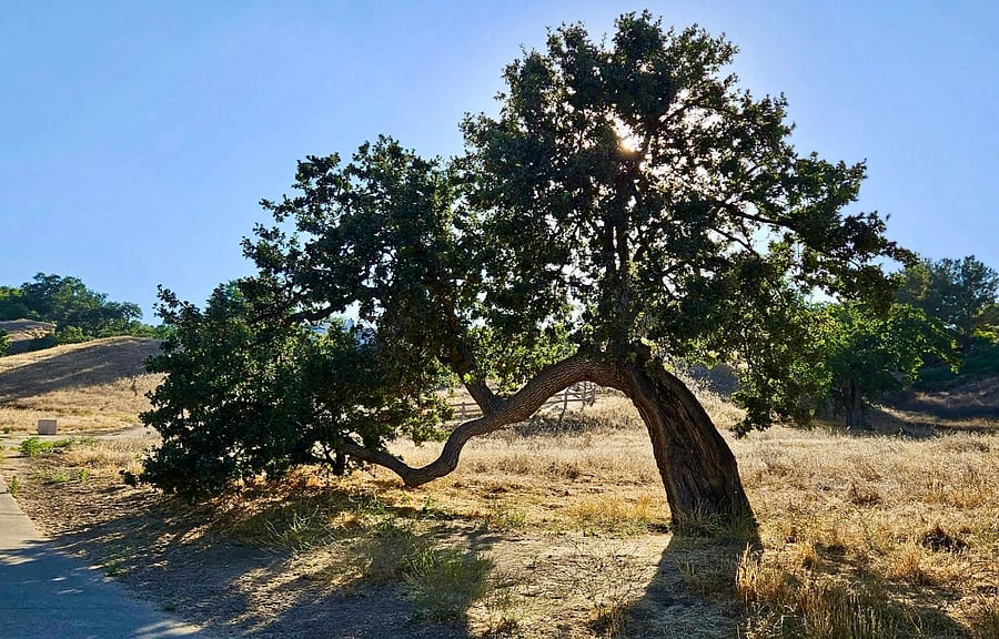 Enjoy scenic flat and hilly walking and hiking trails at Summit Park ideal for outdoor recreation and family fun.