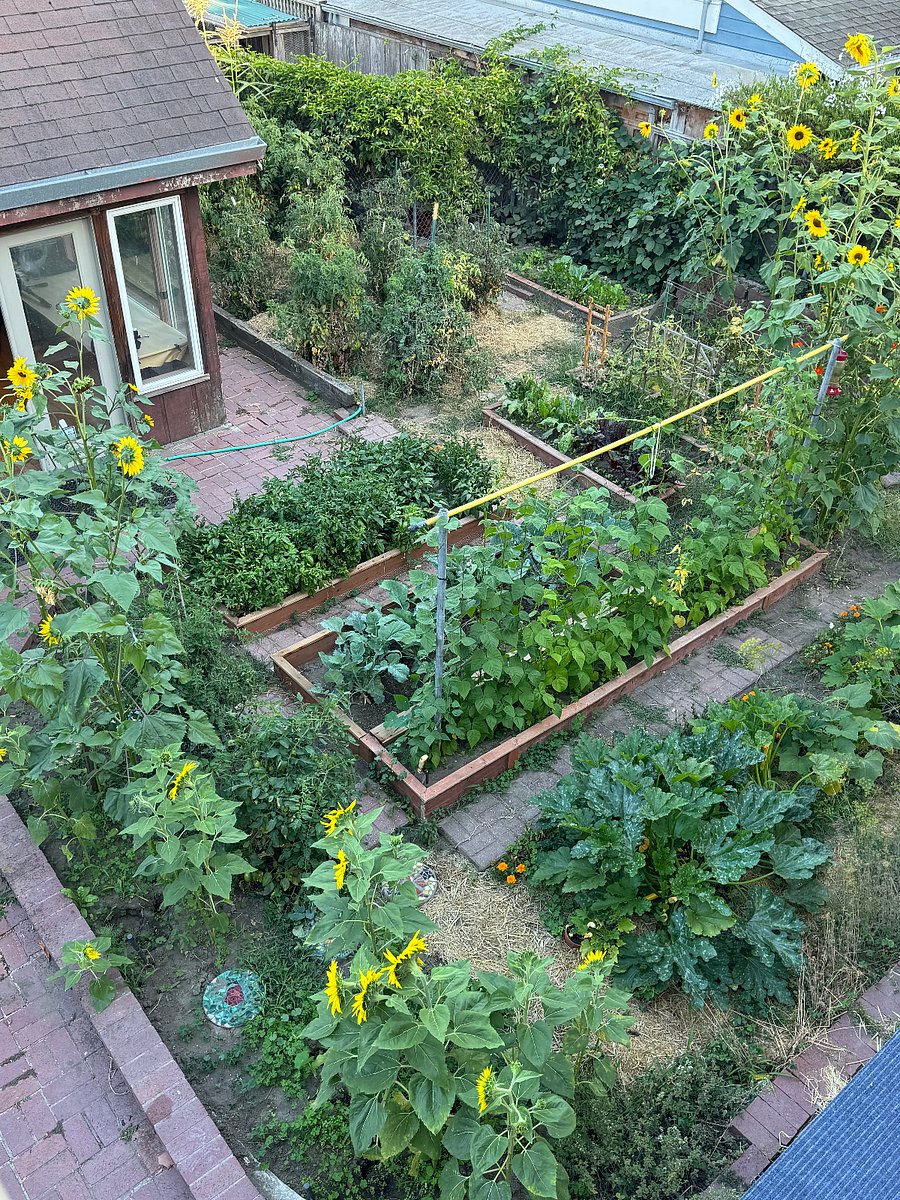 Organic garden with happy chickens for a serene French countryside atmosphere.