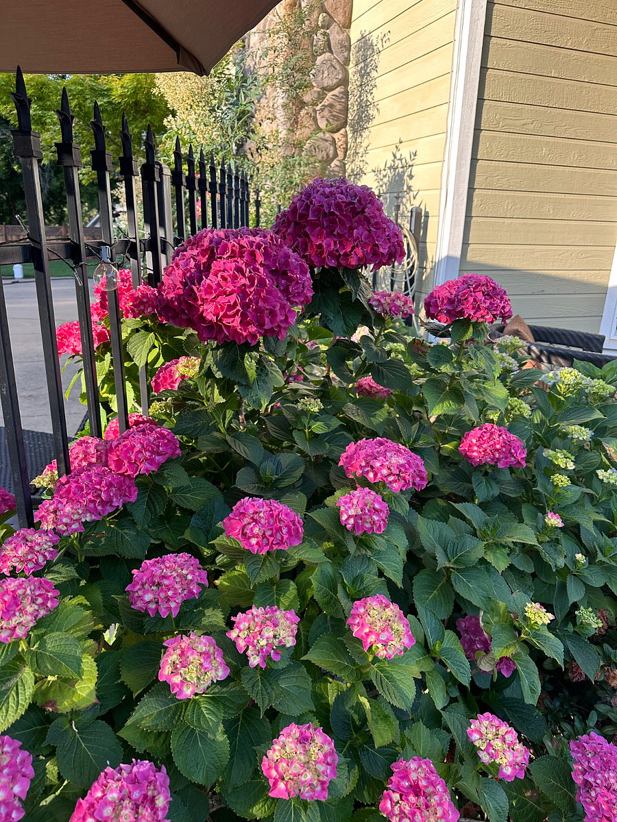 My favorite flower that blooms all summer right off the cottage porch