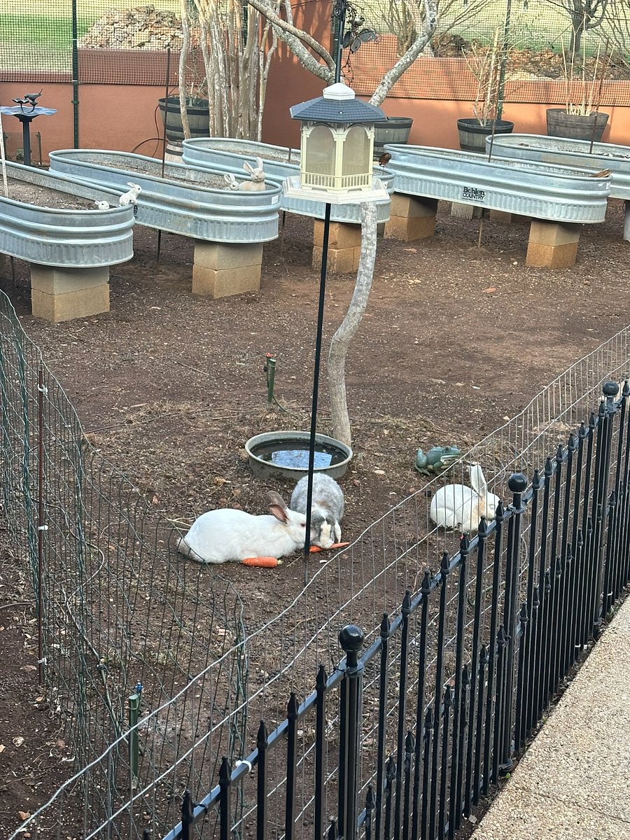 Bunnies enjoying their carrots