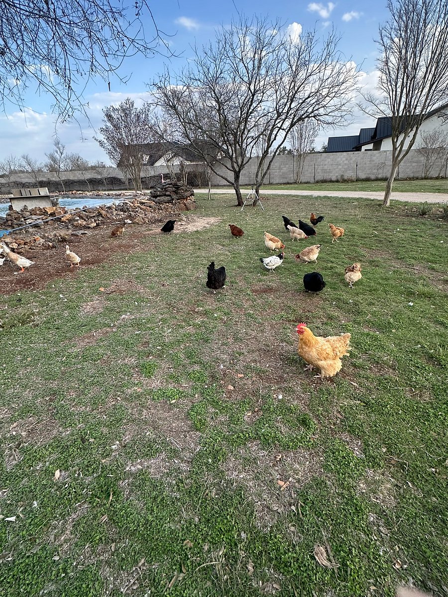 Chickens enjoying free ranging