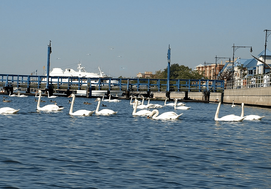 Nearby is a cove, beaches, restaurants, cafes, boutiques, fishing boats, amusement park, pro baseball stadium, aquarium, and more