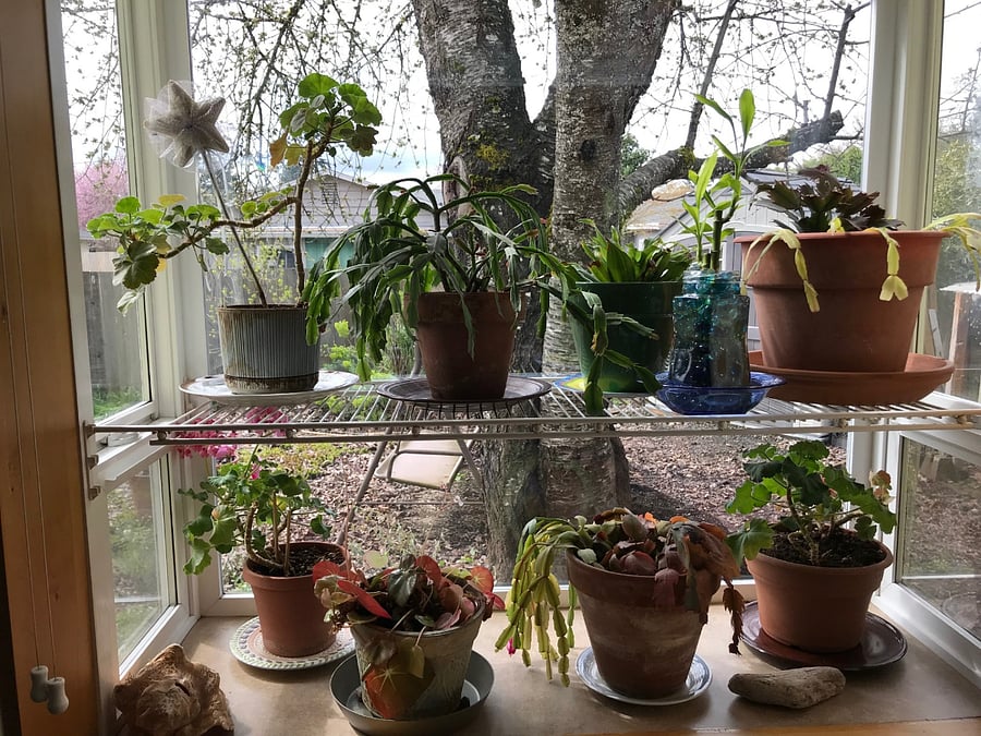 Garden Window