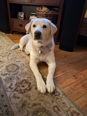 My 12-year-old mellow mutt Jed