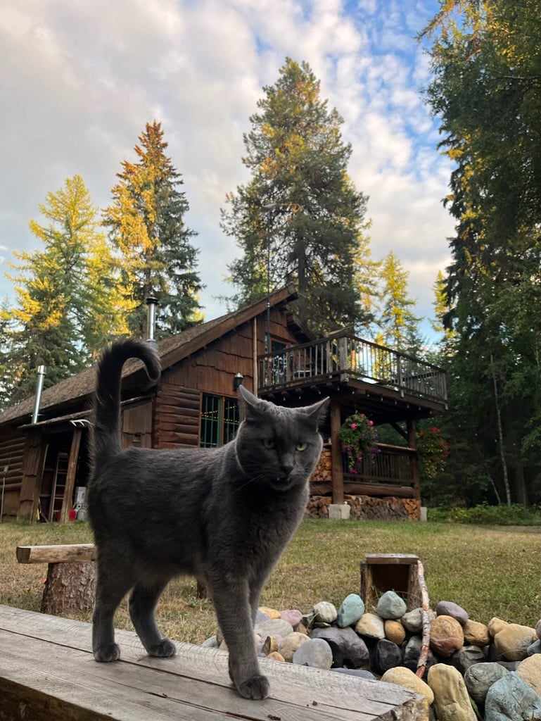 Purple cat