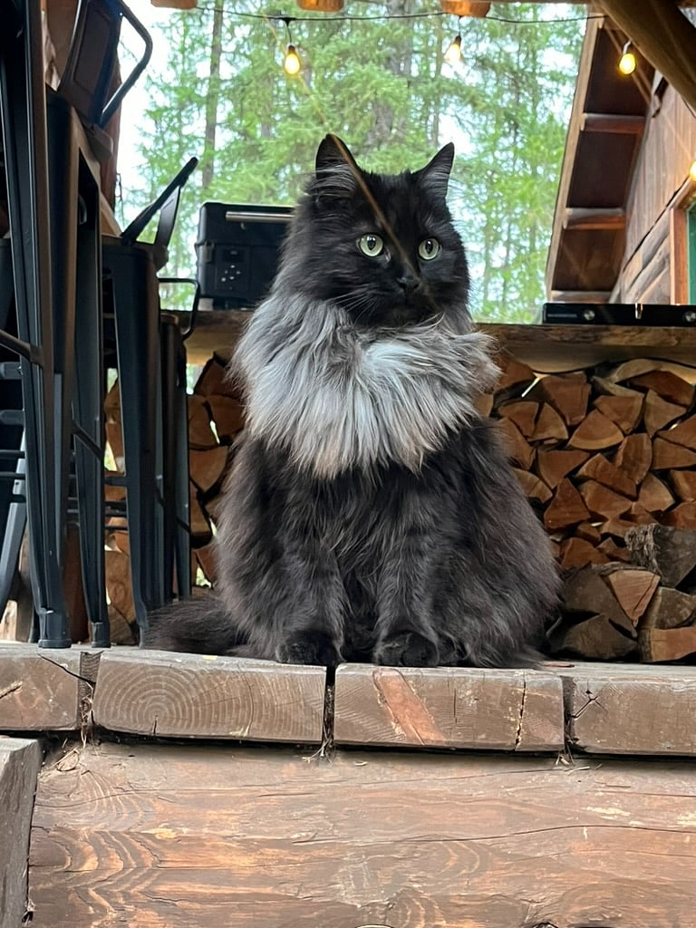Bernie cat 