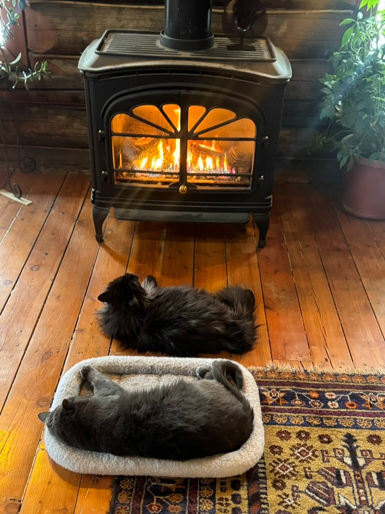 happy cats