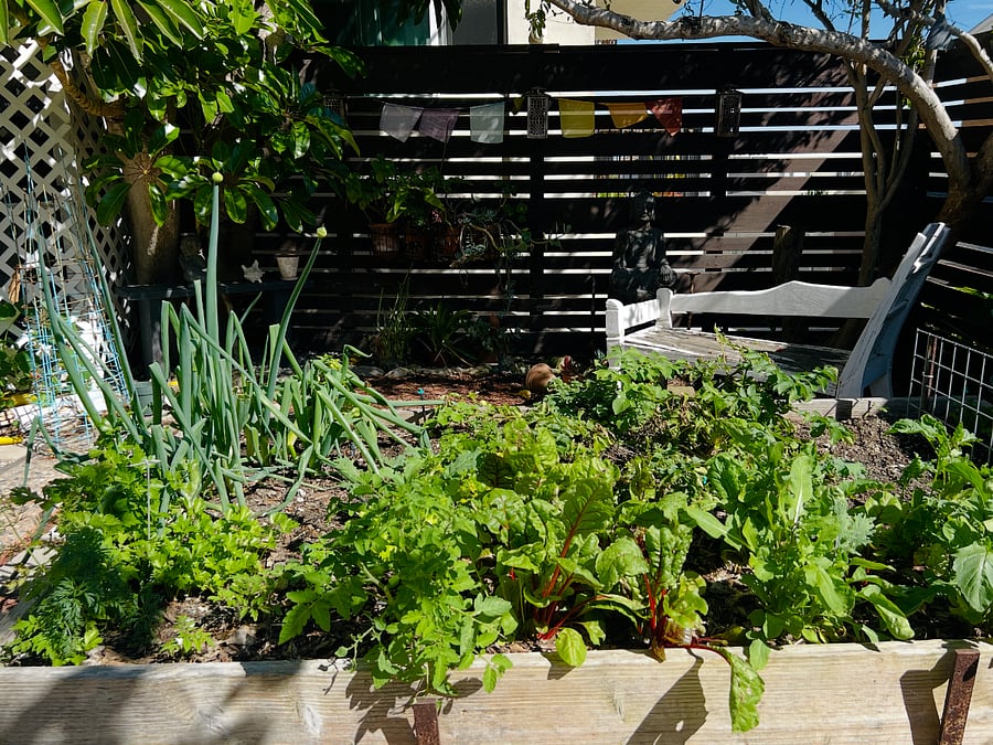 Plenty of Organic Leafy Greens to Share