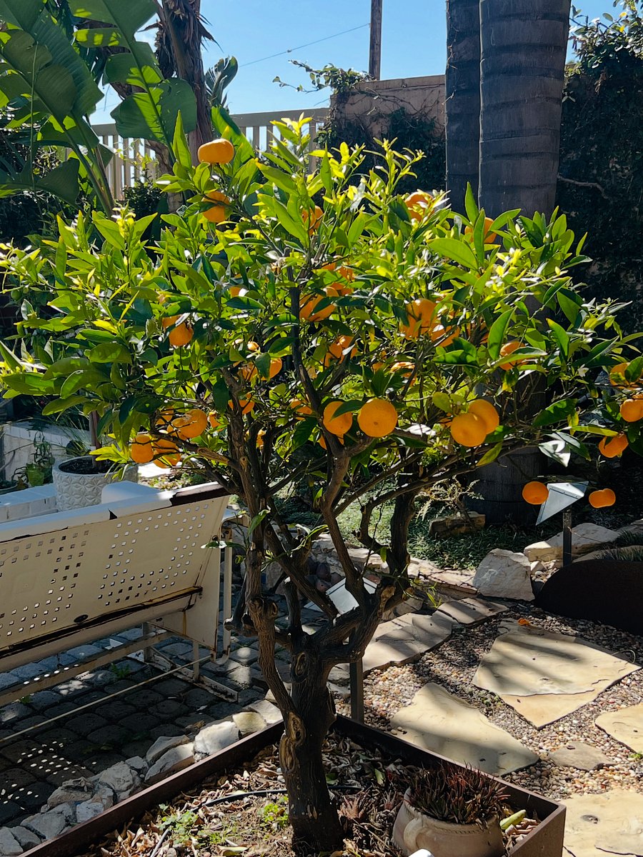 Lemons, Tangerines, Limes and Oranges to Share
