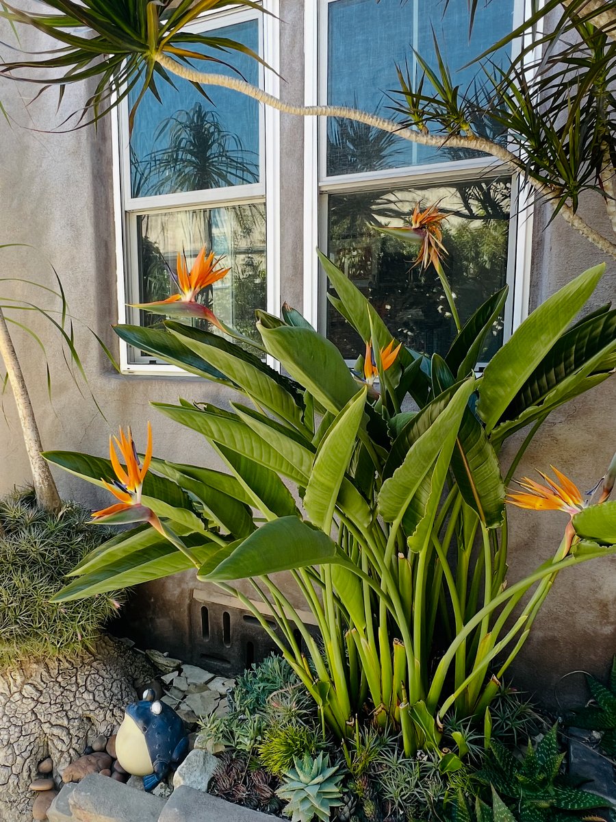 Live in a Garden. Bird of Paradise outside your Window.