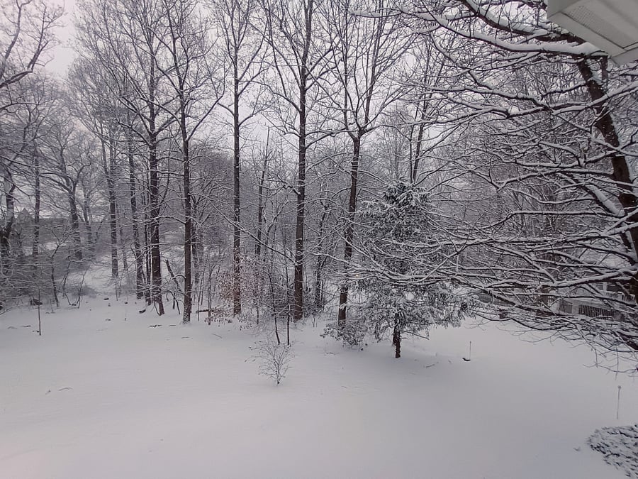 Woodsy area adjacent to the house after a beautiful snow day.