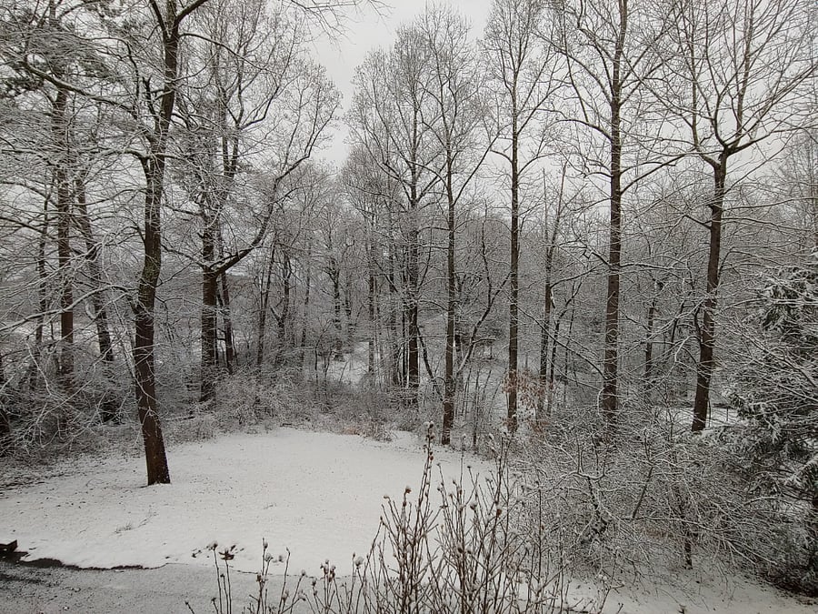 We love it when it snows, especially because it doesn't snow every year. (Woodsy area adjacent to the house.)
