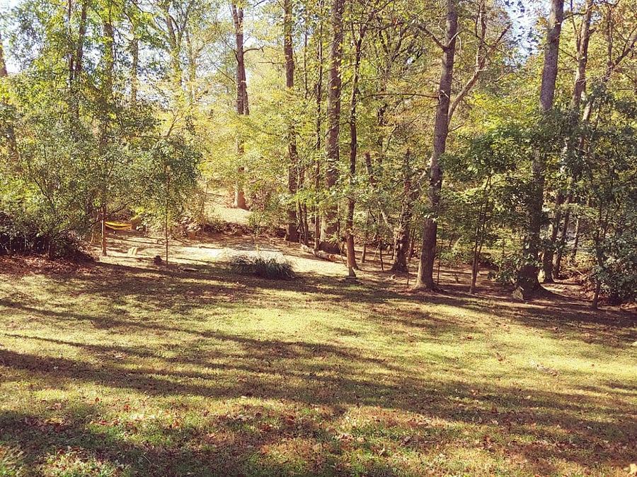 Summer view of the woodsy area adjacent to the house.