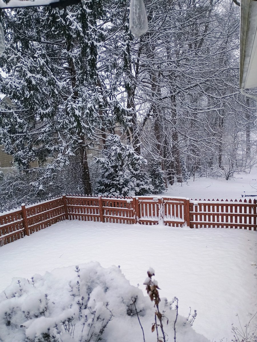 The back yard after a beautiful snowfall.