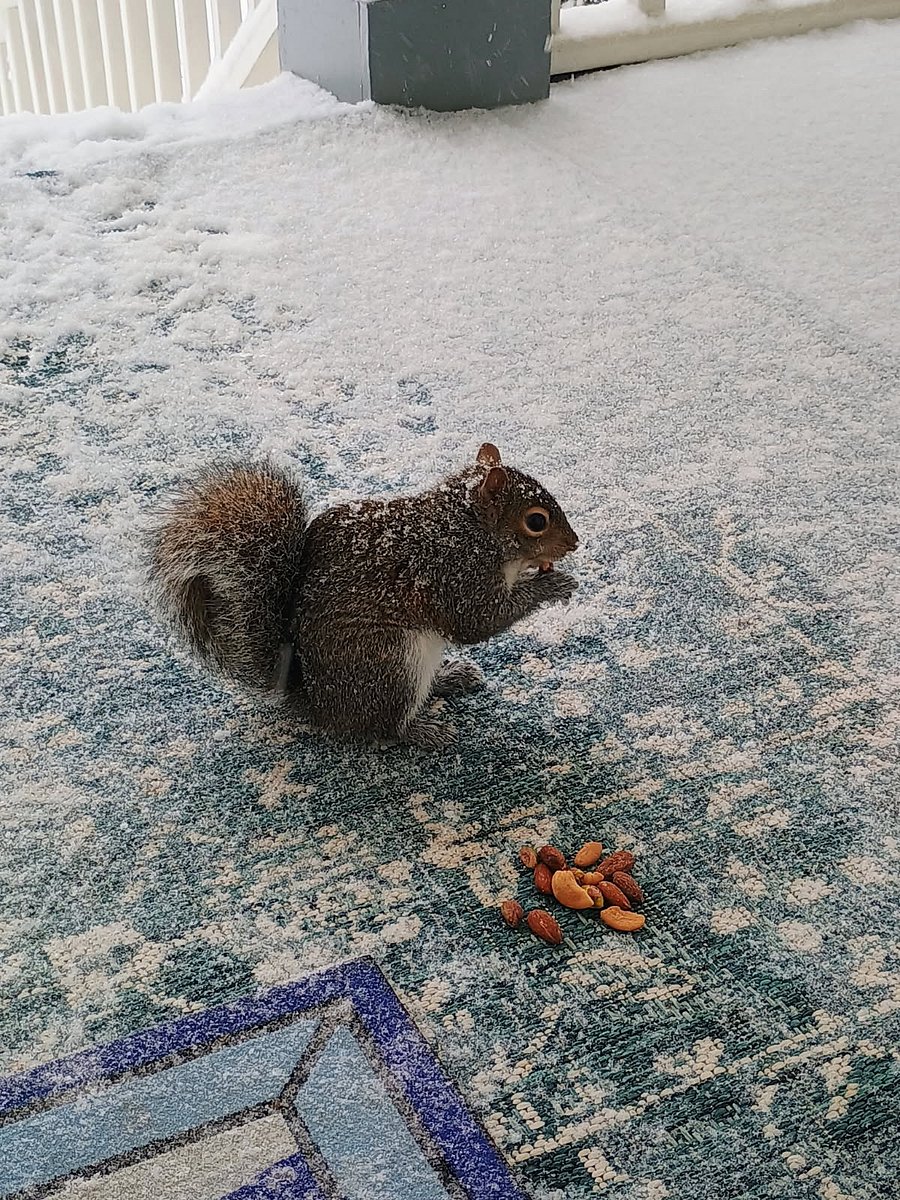 Friendly neighborhood squirrels often sprint around looking for food. Sometimes they practically knock on the front door asking for peanuts, which we keep in one of the kitchen cabinets.