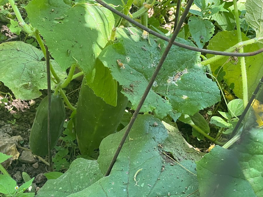 Cucumbers