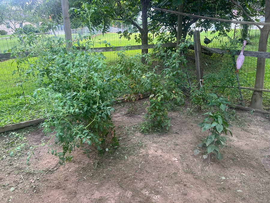 Vegetable garden