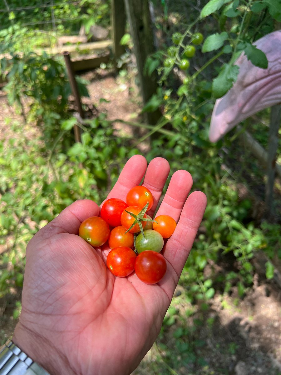 Cherry tomatoes